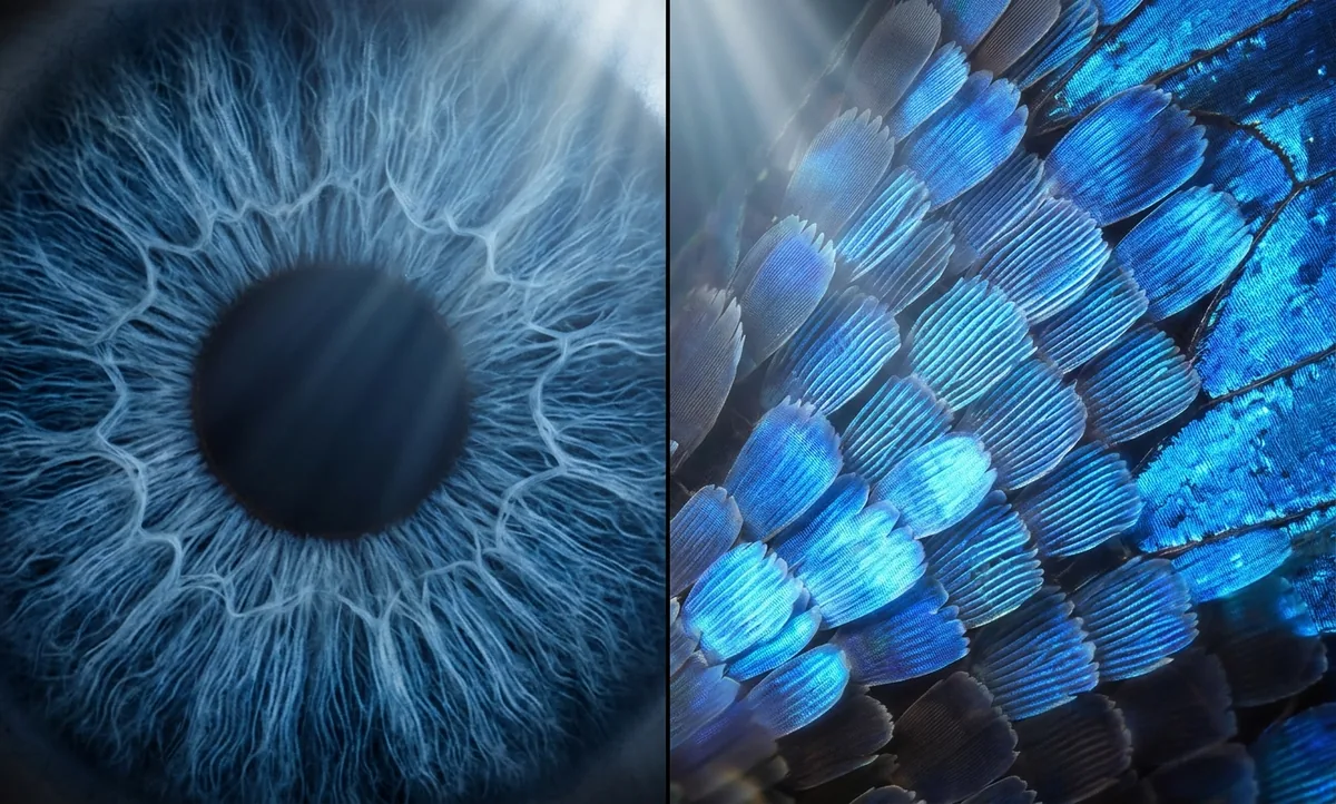 Ilustração científica editorial dividida ao meio, de um lado um olho humano azul em close mostrando a íris translúcida, do outro a asa iridescente de uma borboleta morpho com suas escamas microscópicas ampliadas, linhas de luz azul sendo espalhadas em ambos, estilo National Geographic