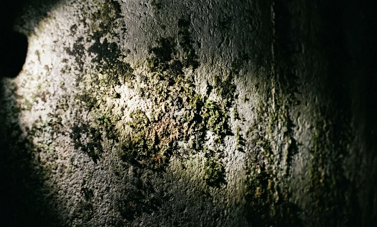Parede de concreto úmida coberta por manchas escuras de crescimento fúngico, luz lateral fraca de lanterna