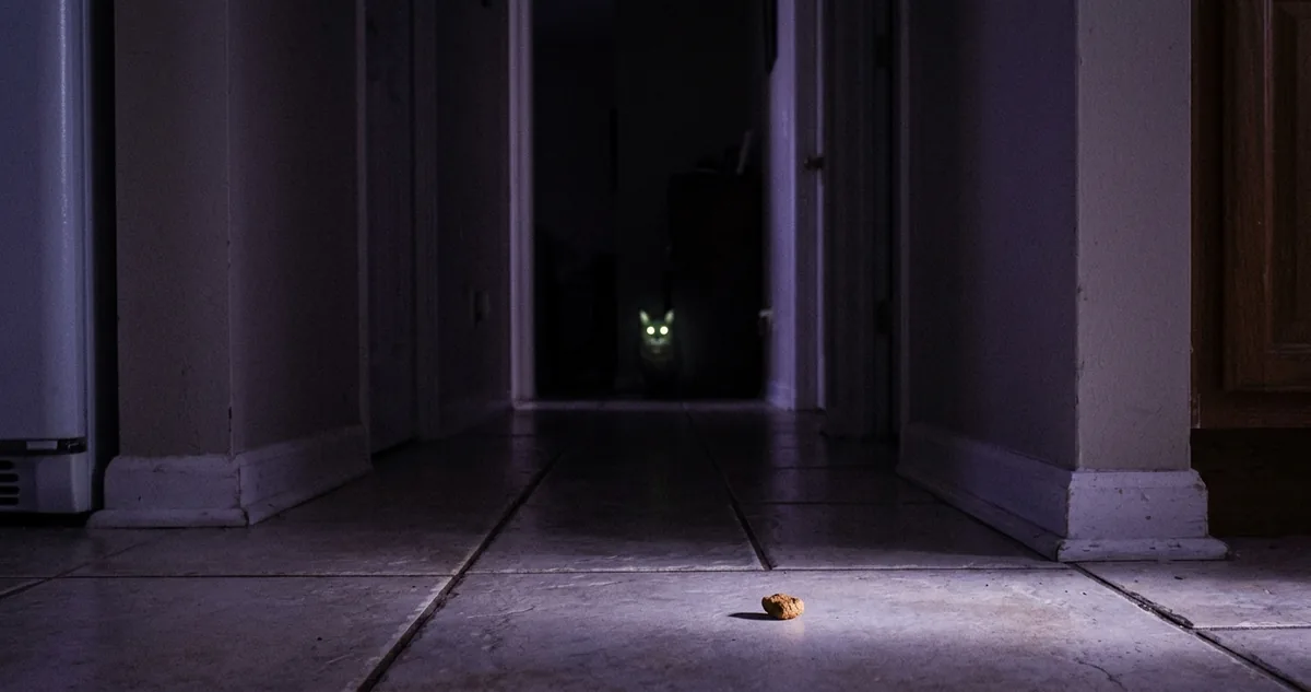Gato cinza comendo ração com grãos caídos no chão ao lado do pote.