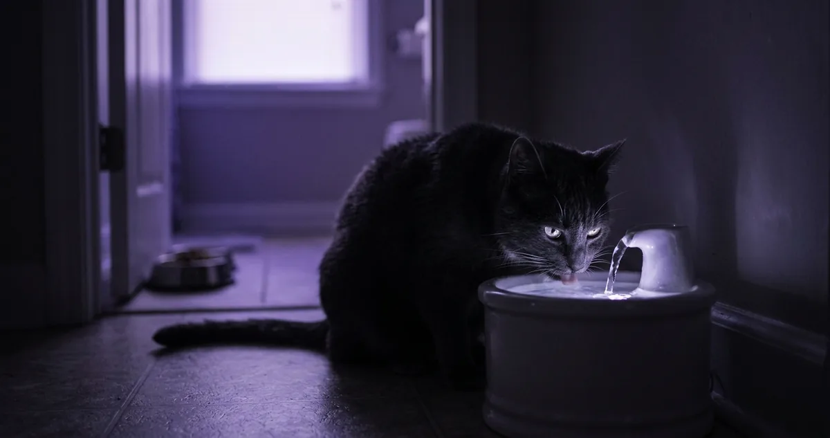 Gato bebendo de um pote de água isolado, longe do comedouro.