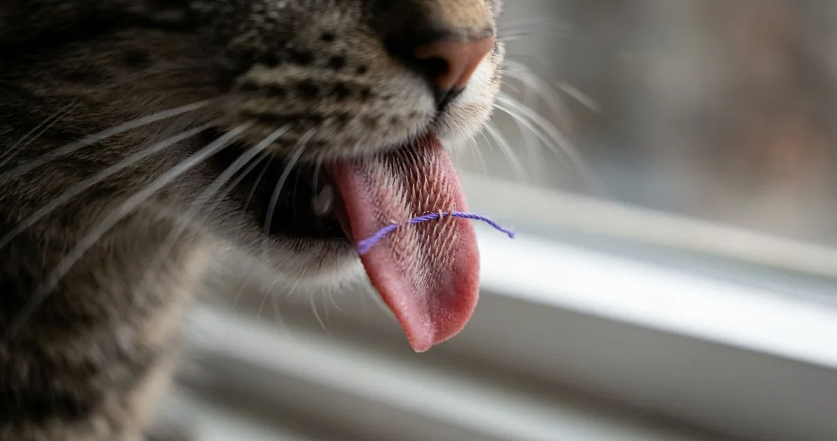 Diário do Gato