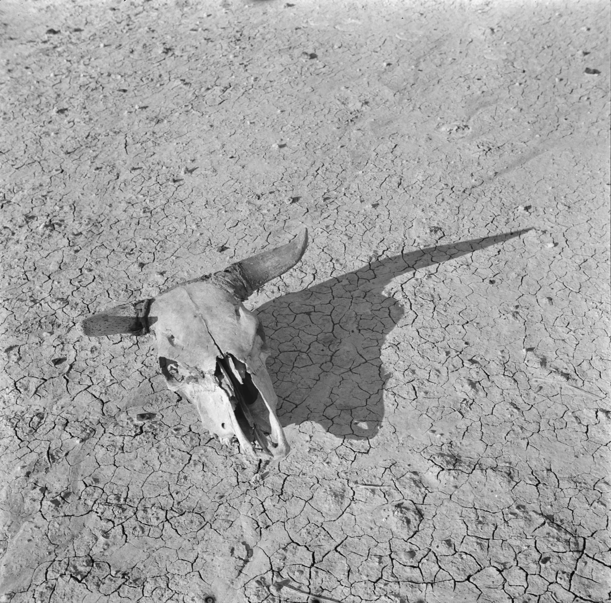 Crânio de novilho branqueado pelo sol sobre barro rachado nas Badlands da Dakota do Sul, fotografado por Arthur Rothstein em 1936 para a Farm Security Administration.