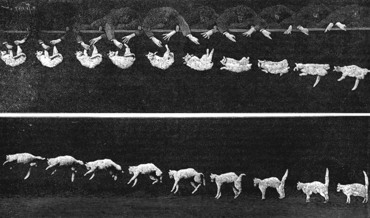 Gato solto no ar em queda, registrado em doze quadros por Étienne-Jules Marey em 1894 na Station Physiologique, em Paris.