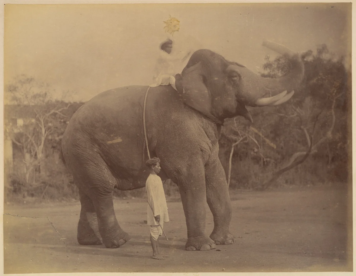 Elefante de perfil com a tromba erguida e as presas à mostra, condutor borrado no pescoço e tratador de turbante em pé junto à pata, foto de Lala Deen Dayal em Indore, entre 1885 e 1900.