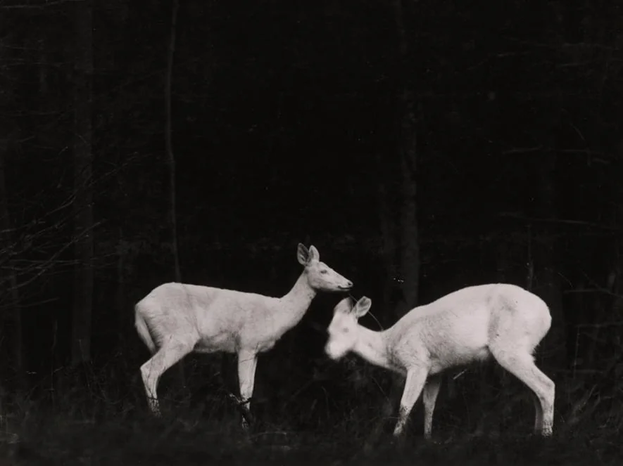 Fotografia de George Shiras III, 1906: dois veados na mata à noite, iluminados por flash de magnésio