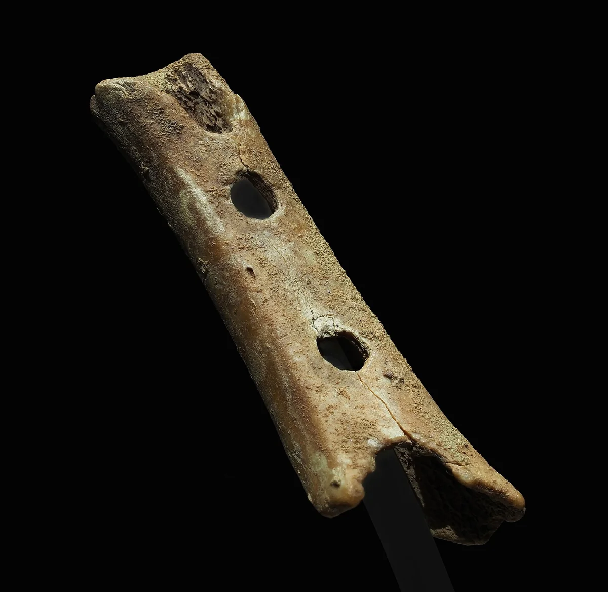 O fêmur de filhote de urso-das-cavernas achado em Divje Babe, com dois furos inteiros e as bordas de outros dois, exposto no Museu Nacional da Eslovênia.